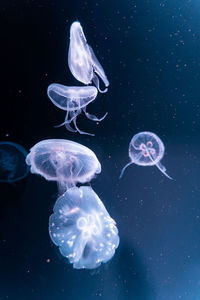 Jellyfish swimming