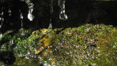 Close-up of fresh green trees in water