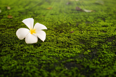 Close-up of white flowering plants on field