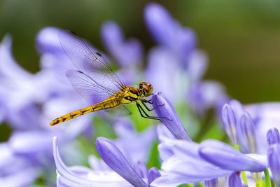 Dragonfly on lavender flower