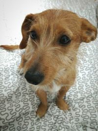 Close-up portrait of dog