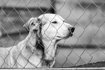 Close-up of dog looking through chainlink fence