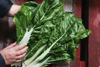 Close-up of hand holding leaves