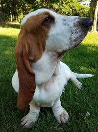 Close-up of dog on field