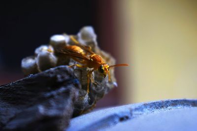 Close-up of bee