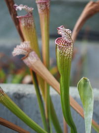 Close-up of flower growing outdoors