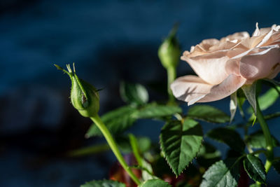 Close-up of flowering plant