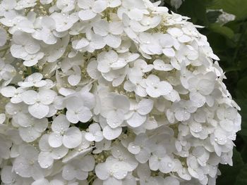 Close-up of wet white flowering plant during rainy season