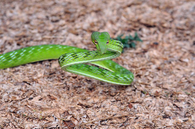 Close-up of snake on field