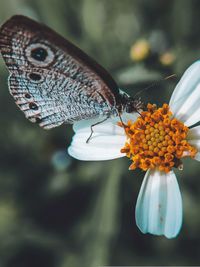 Close-up of butterfly on flower