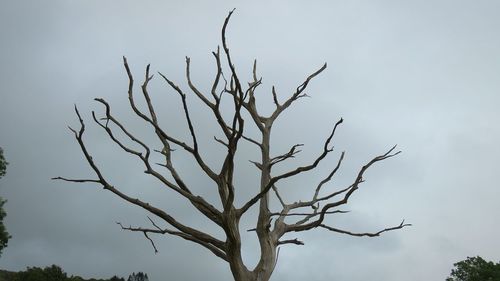 Low angle view of plant against sky