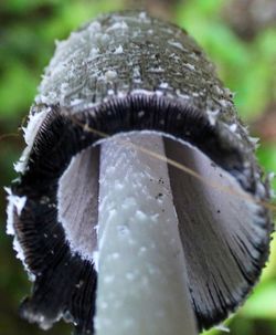 Close-up of lizard