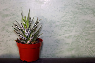 Close-up of potted plant on table