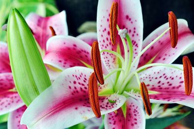 Close-up of daylily