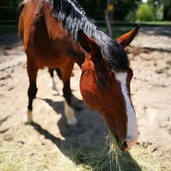 Close-up of horse on field