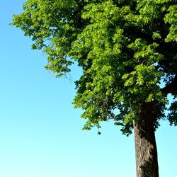 Low angle view of tree against blue sky