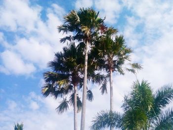 Low angle view of palm tree against sky