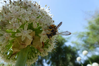 Close-up of bee pollinating on flower