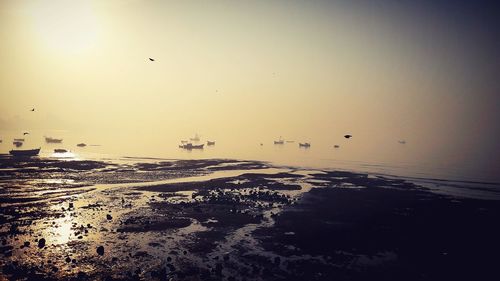 Flock of birds flying over sea