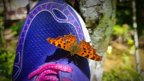 Close-up of butterfly on leaf