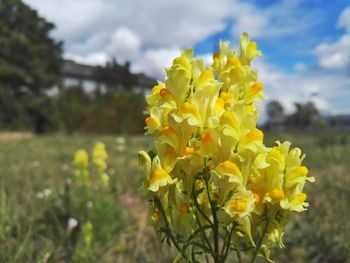 Close-up of yellow flowers blooming in field against sky