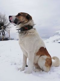 Dog on snow covered land