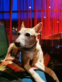 View of a dog looking away