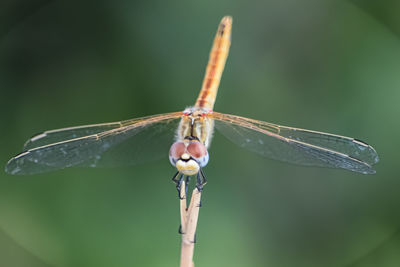 Close-up of dragonfly on plant