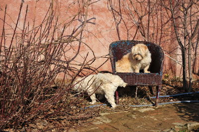 Dogs amidst bare trees against wall
