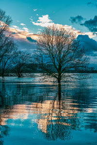 Bare tree by lake against sky during winter