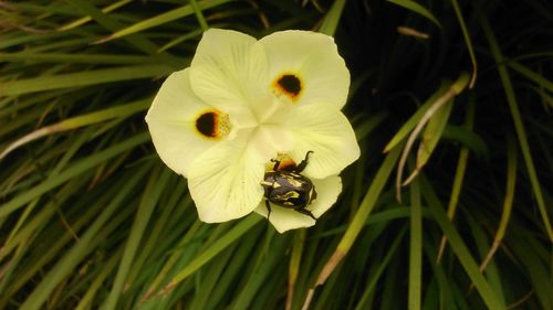 Close-up of beetle on yellow iris
