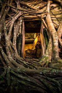 Statue of tree in temple