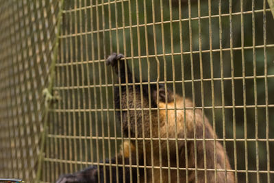 Portrait of monkey in cage at zoo