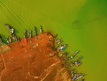 High angle view of plant growing by lake