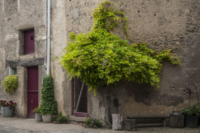 Potted plants against building