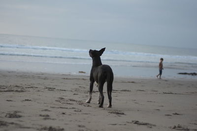 Dog on beach