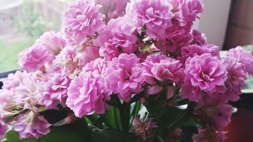 Close-up of pink flowers blooming outdoors