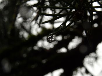 Close-up of water drops on plant