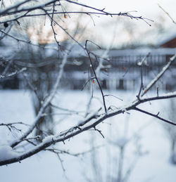 Close-up of snow covered bare tree