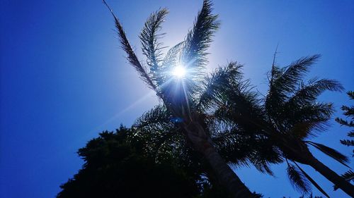 Low angle view of silhouette trees against sky