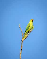 Indian ring-necked parakeet   parrot on dry tree branch with  blue sky background.