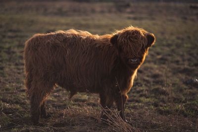 Lion standing on field