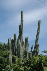 Low angle view of cactus growing on field against sky