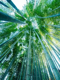 Low angle view of bamboo trees in forest