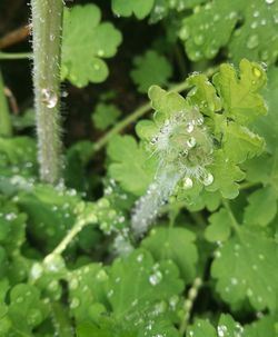 Close-up of wet plant