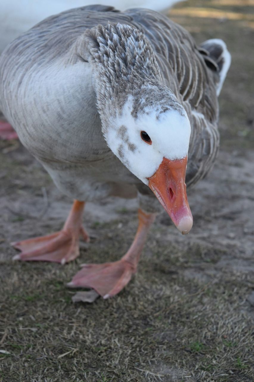 animal themes, bird, one animal, animals in the wild, wildlife, beak, focus on foreground, close-up, field, nature, animal head, outdoors, two animals, day, no people, side view, zoology, feather, duck