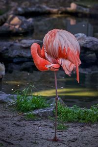 Flamingo perching by lake