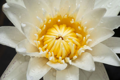 Close-up of white flower with water drops