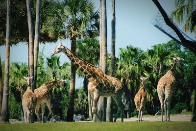 Giraffes in zoo