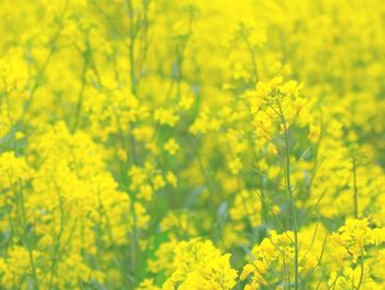 Yellow flowers growing in field